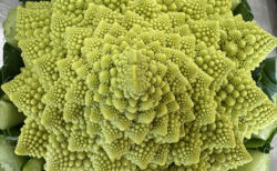 ロマネスコ初収穫と、イオンアグリ久喜の現場