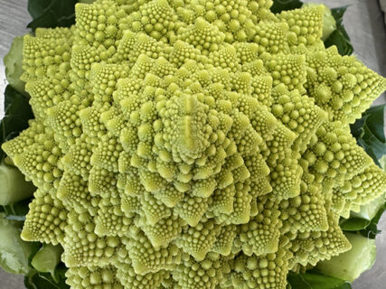 ロマネスコ初収穫と、イオンアグリ久喜の現場