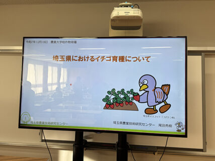 あまりんの先へ。埼玉県イチゴ育種の現在地