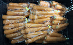 霜を見越して、事前対応