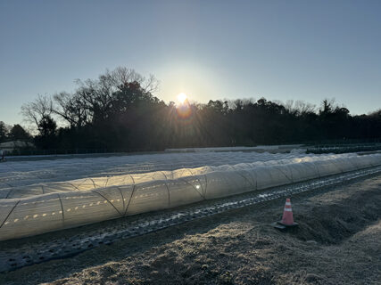 冷え込む畑と、差し入れのぬくもり
