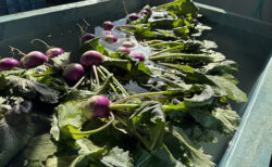 御用納めでも、畑は通常運転