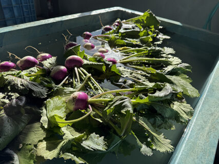 御用納めでも、畑は通常運転