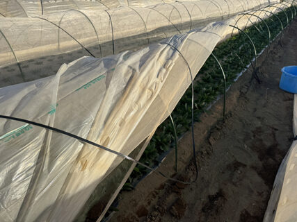 ぽかぽかから一転、風と戦った日曜当番