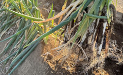 吹いて整うネギ。初めて知った調整作業の奥深さ