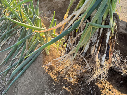 吹いて整うネギ。初めて知った調整作業の奥深さ