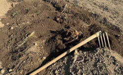 霜はなし、いっとき風は強めの当番日