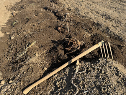 霜はなし、いっとき風は強めの当番日