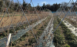 本番前の反省と、畑の一区切り