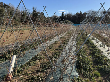 本番前の反省と、畑の一区切り