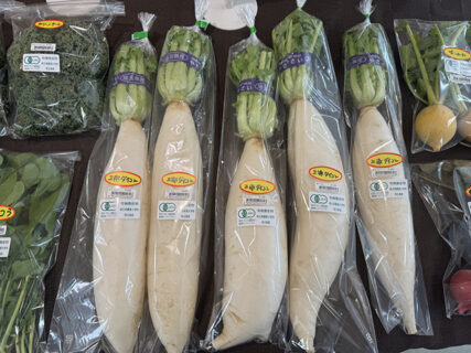 販売実習、三浦ダイコン完売までの一日