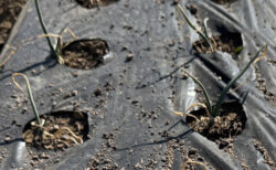 冬晴れの畑、上着脱ぐ午後