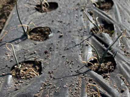 冬晴れの畑、上着脱ぐ午後