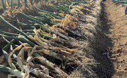 ポカポカ陽気で宇宙人現る