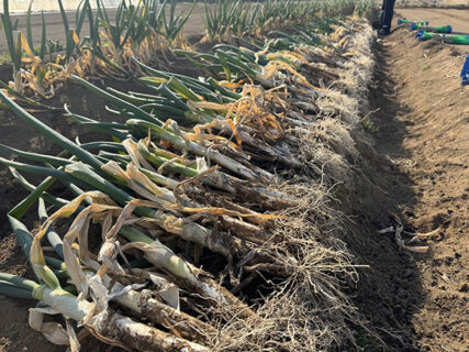 ポカポカ陽気で宇宙人現る