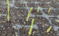 酸っぱいハウスと、当番業務