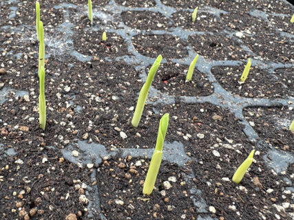 酸っぱいハウスと、当番業務