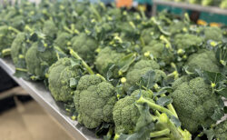 恵みの雨、温床作りスタート