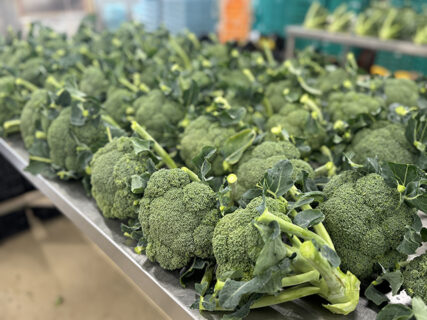 恵みの雨、温床作りスタート