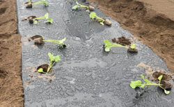 植えて、片付けて、回していく