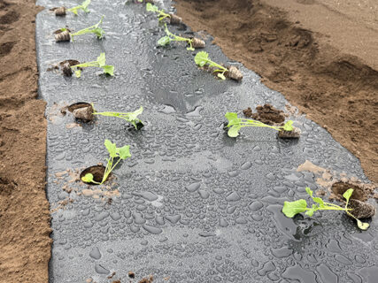 植えて、片付けて、回していく