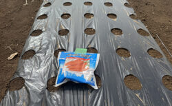 スクワット播種、太もも悲鳴の金曜日