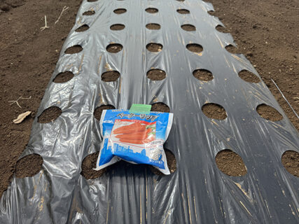 スクワット播種、太もも悲鳴の金曜日