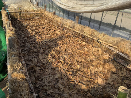 午前はホウレンソウ祭り、午後は温床づくりの汗だく当番日