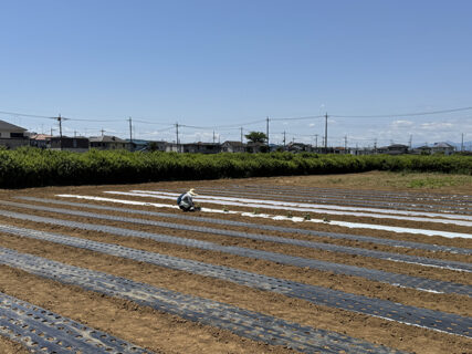 急きょ作付け変更、夏野菜が仲間入り