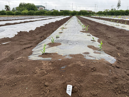 トウモロコシの発芽が少し気になる雨の日