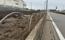 アーチ支柱設置、道路沿いの整備作業