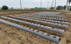 雨が降る前に、サツマイモ苗の定植完了