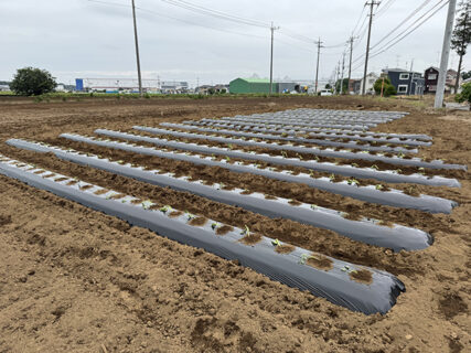 雨が降る前に、サツマイモ苗の定植完了