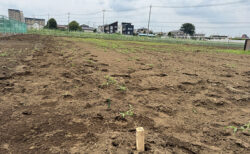 地縄作業一区切り、次の作業へ