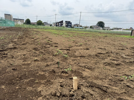 地縄作業一区切り、次の作業へ
