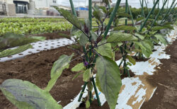 圃場をひと回り、見えてきた次の管理作業