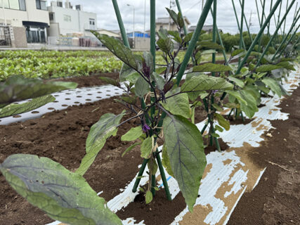 圃場をひと回り、見えてきた次の管理作業