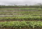 てまいらずE発芽確認、雨の合間の巡回日