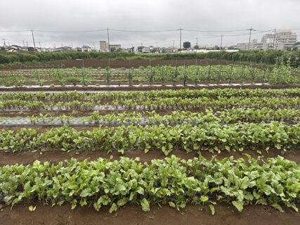 雨上がりの圃場確認、まずはひと安心