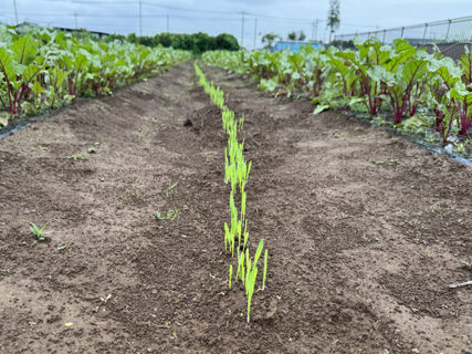 てまいらずE発芽確認、雨の合間の巡回日
