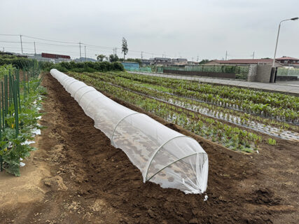 夜の雨を味方に、コマツナ播種とニンジン畝の準備