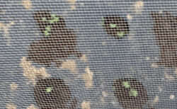 棚板の割り付け検討と、うれしい発芽確認