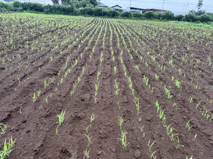 雨の恵みで、ソルゴーも順調です
