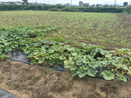 カボチャを整え、ソルゴーへ水をつなぐ一日