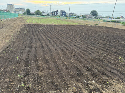 ソルゴー播種ひと区切り、雨に願いを込めて