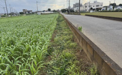 道路沿いの除草で、圃場も気持ちもすっきり