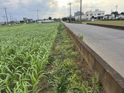 道路沿いの除草で、圃場も気持ちもすっきり