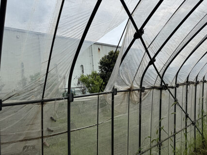 雨予報を気にしながらハウス内を整理
