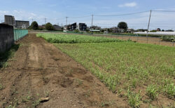 隣地まわりをきれいに、ソルゴーも順調に生育中