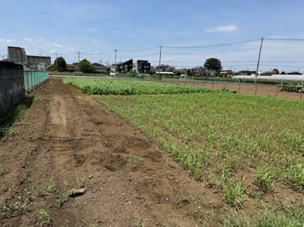 隣地まわりをきれいに、ソルゴーも順調に生育中